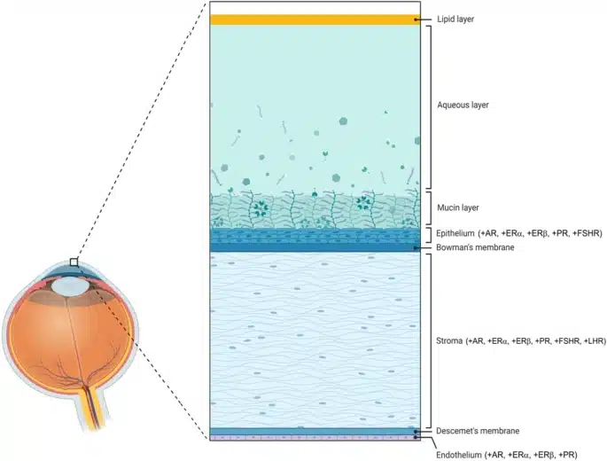 How hormones affect your eyes and LASIK outcomes