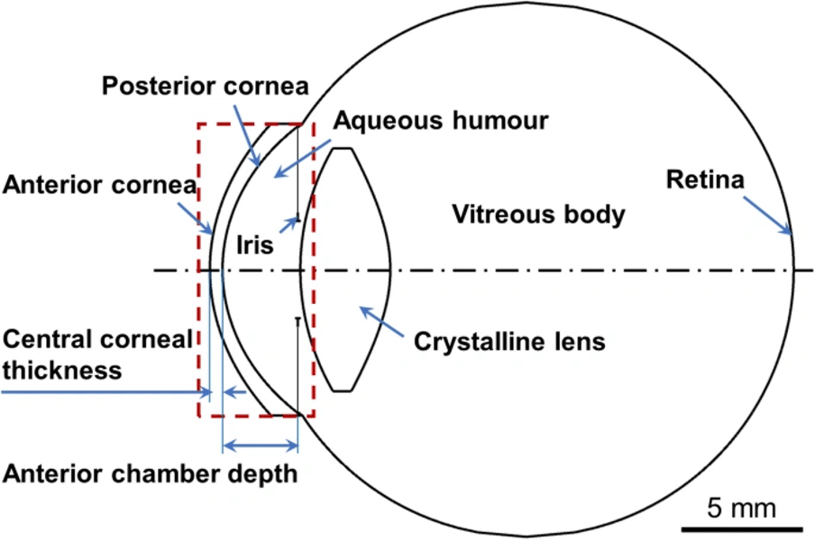 Aberrations and Contrast Sensitivity After Surgery